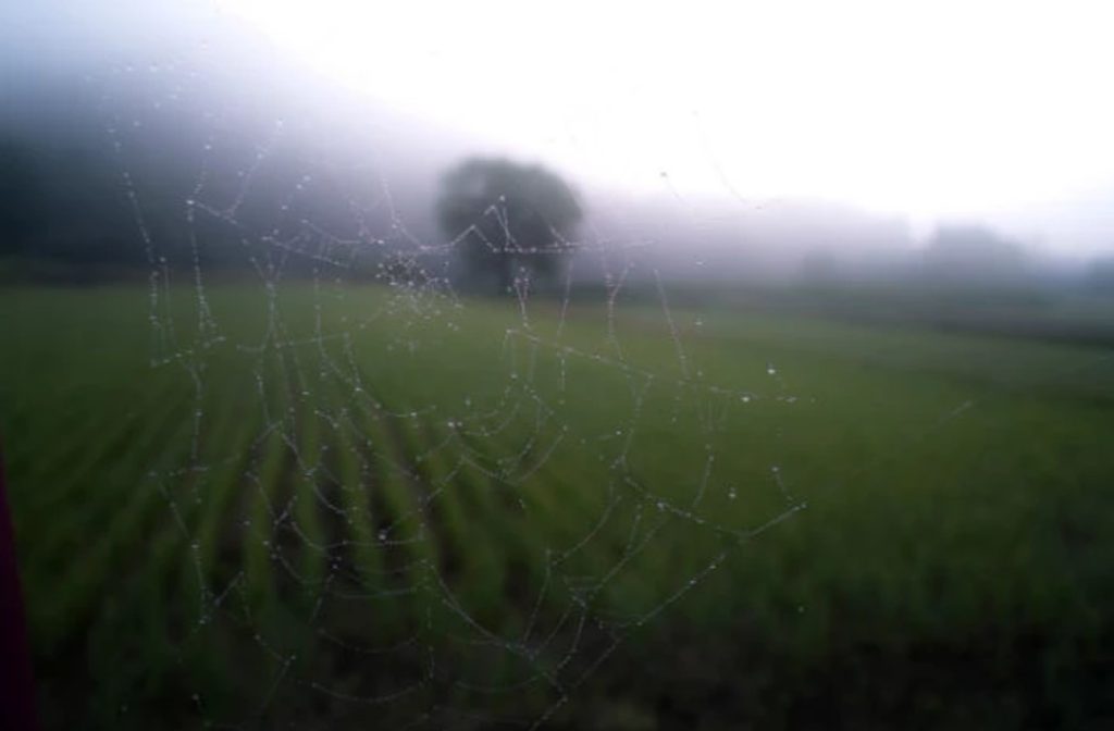A spiderweb appears in the foreground of a blurred vineyard and on solitary tree, with dark storm clouds on the horizon